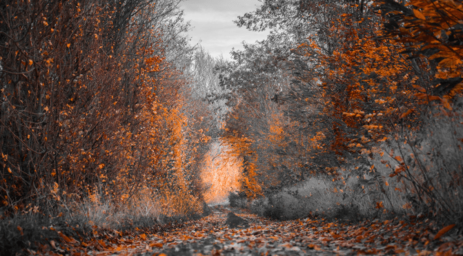 O Outono e a Saudade