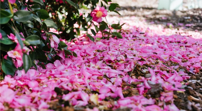 Azaleia – 1º conto